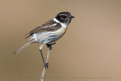 Canary Islands Chat (Saxicola dacotiae)