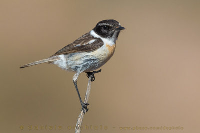 Canary Islands Chat (Saxicola dacotiae)