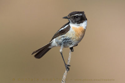 Canary Islands Chat (Saxicola dacotiae)