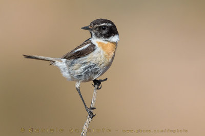 Canary Islands Chat (Saxicola dacotiae)