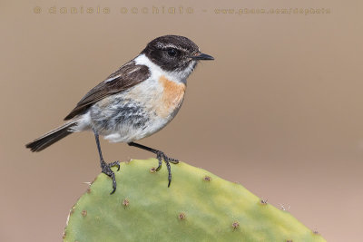 Canary Islands Chat (Saxicola dacotiae)