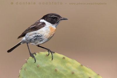 Canary Islands Chat (Saxicola dacotiae)