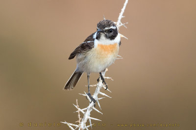 Canary Islands Chat (Saxicola dacotiae)