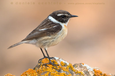 Canary Islands Chat (Saxicola dacotiae)