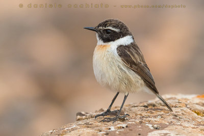 Canary Islands Chat (Saxicola dacotiae)