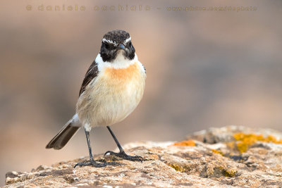 Canary Islands Chat (Saxicola dacotiae)