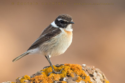 Canary Islands Chat (Saxicola dacotiae)