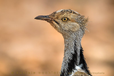 Houbara Bustard (Clamydotis undulata fuertaventurae)