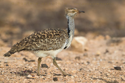 Houbara Bustard (Clamydotis undulata fuertaventurae)