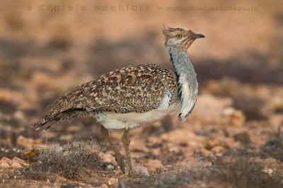 Houbara Bustard (Clamydotis undulata fuertaventurae)