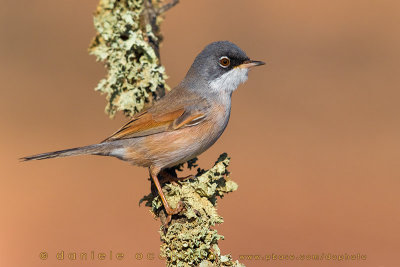 Spectacled Warbler (Sylvia conspicillata orbitalis)