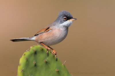 Spectacled Warbler (Sylvia conspicillata orbitalis)