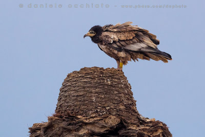 Egyptian Vulture (Neophron percnopterus)