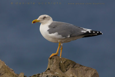 Azores Yellow-legged Gull (Larus michahellis atlantis)