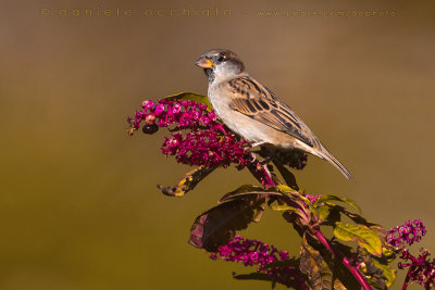 House Sparrow (Passer domesticus)