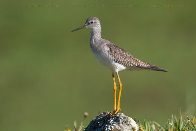 Lesser Yellowlegs (Tringa flavipes)