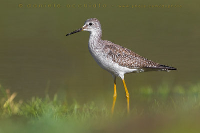 Lesser Yellowlegs (Tringa flavipes)