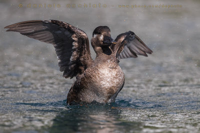 Surf Scoter (Melanitta perspicillata)