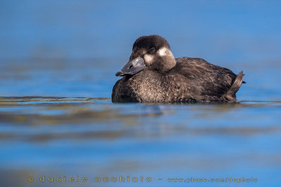 Surf Scoter (Melanitta perspicillata)