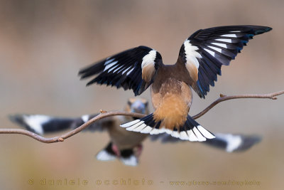 Hawfinch (Coccothraustes coccothraustes)