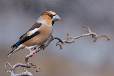 Hawfinch (Coccothraustes coccothraustes)