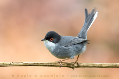 Sardinian Warbler (Sylvia melanocephala)