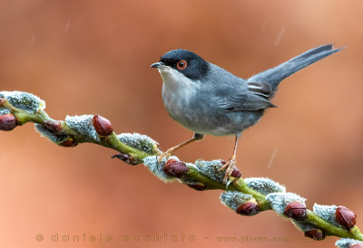 Sardinian Warbler (Sylvia melanocephala)