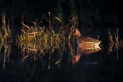 Eurasian Teal (Anas crecca)