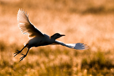 Cattle Egret (Bubulcus Ibis)