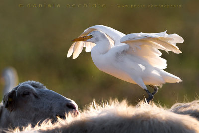 Cattle Egret (Bubulcus Ibis)