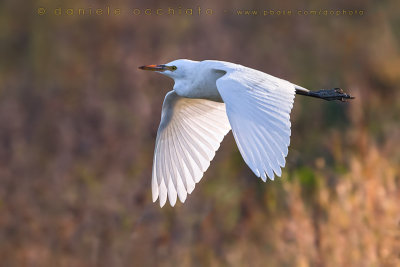 Cattle Egret (Bubulcus Ibis)