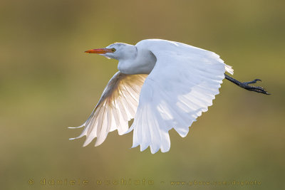 Cattle Egret (Bubulcus Ibis)