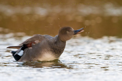 Gadwall (Anas strepera)