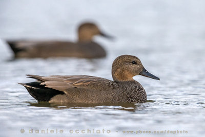 Gadwall (Anas strepera)