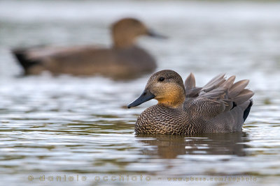 Gadwall (Anas strepera)