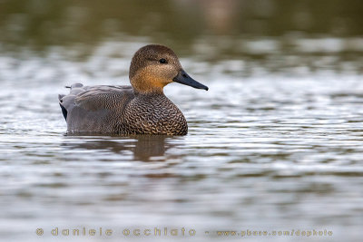 Gadwall (Anas strepera)