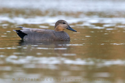 Gadwall (Anas strepera)