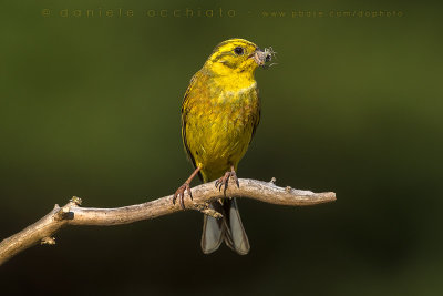 Yellowhammer (Emberiza citrinella)