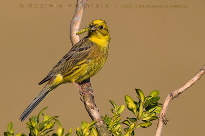 Yellowhammer (Emberiza citrinella)