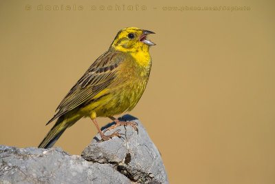 Yellowhammer (Emberiza citrinella)