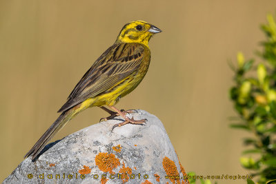 Yellowhammer (Emberiza citrinella)