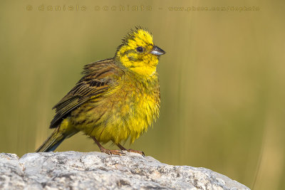 Yellowhammer (Emberiza citrinella)