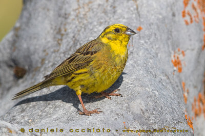 Yellowhammer (Emberiza citrinella)