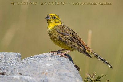Yellowhammer (Emberiza citrinella)