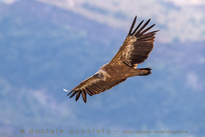 Griffon Vulture (Gyps fulvus)