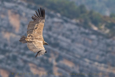 Griffon Vulture (Gyps fulvus)