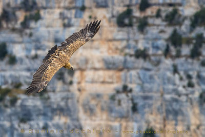 Griffon Vulture (Gyps fulvus)