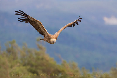 Griffon Vulture (Gyps fulvus)