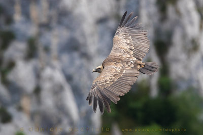 Griffon Vulture (Gyps fulvus)