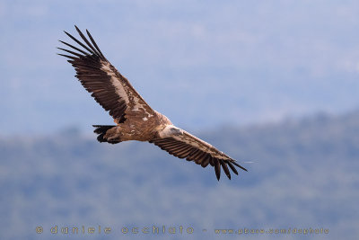 Griffon Vulture (Gyps fulvus)